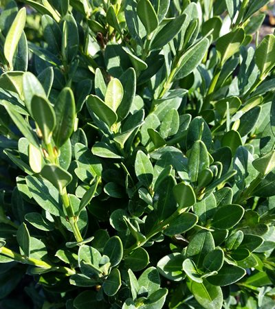 Boxwood Green Mountain